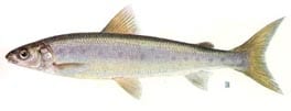 Round whitefish