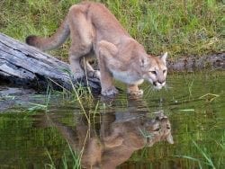 Cougar