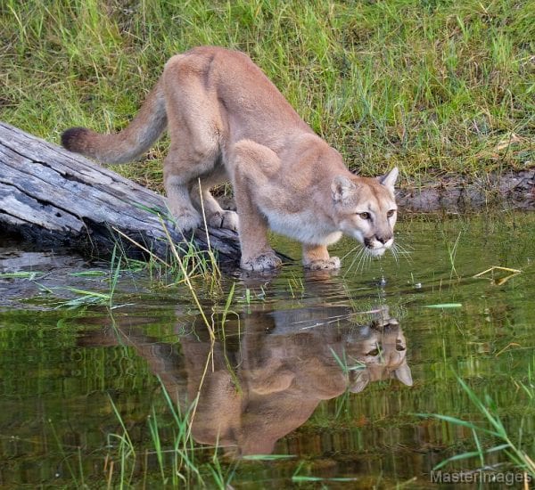 The eastern cougar is extinct, but did it ever exist?