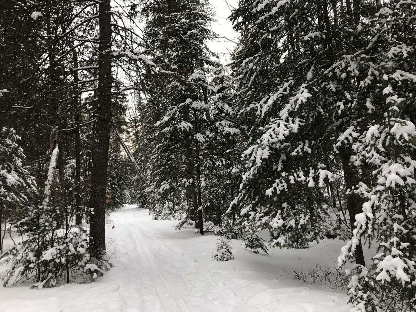 Jackrabbit Ski Trail