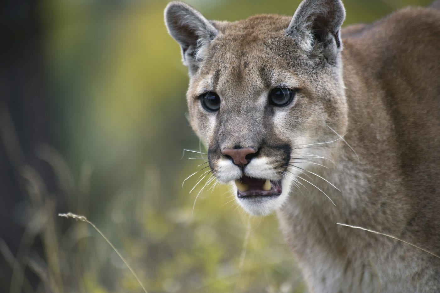 puma animal in danger of extinction