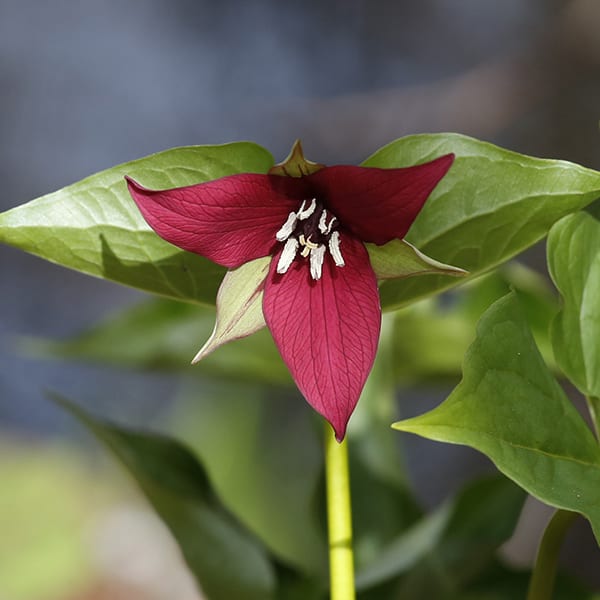 red trillium