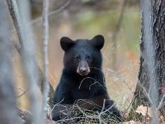 black bear