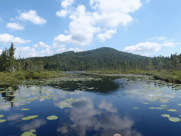 Weller Pond