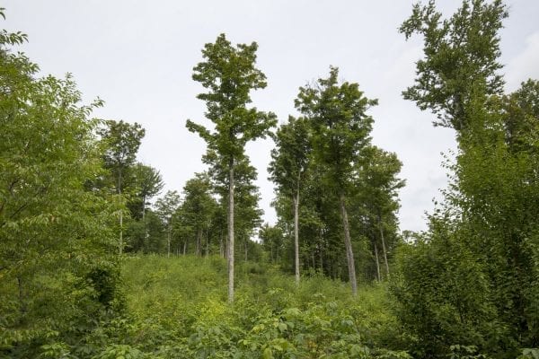 The Adirondack Explorer toured part of the Santa Clara Tract in the northern Adirondacks with the Molpus Woodlands Tract in early August. Above are photos from that trip.