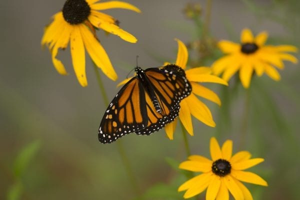 Monarch butterflies migrate from the Adirondacks to Mexico in late summer and early fall, arriving by November. This image was taken at the Paul Smith's College VIC on August 30. Photo by Mike Lynch