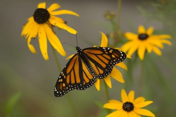 Monarchs get federal recognition but not protection