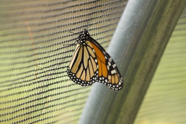 Monarch butterflies migrate from the Adirondacks to Mexico in late summer and early fall, arriving by November. This image was taken at the Paul Smith's College VIC on August 30. Photo by Mike Lynch