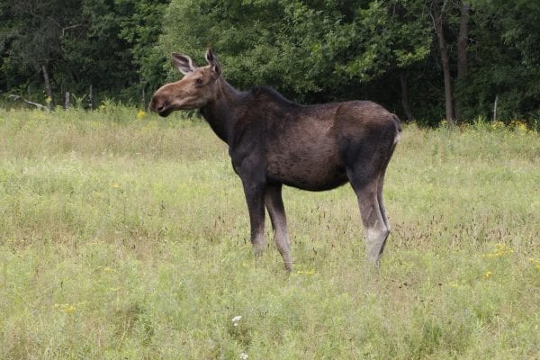 DEC rescued a moose after it became caught in an enclosed area near Plattsburgh on August 1. Photos courtesy of DEC.