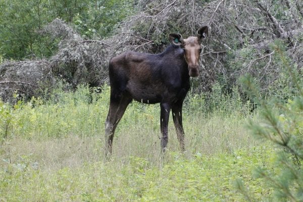 DEC rescued a moose after it became caught in an enclosed area near Plattsburgh on August 1. Photos courtesy of DEC.