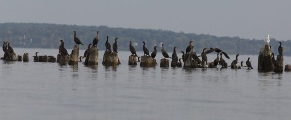 Cormorant numbers have increased on Lake Champlain in recent years, alarming some people who are concerned about their impacts on fish populations and vegetation where they nest. They have reputations as voracious eaters and their acidic guano can kill plants. Photo by Mike Lynch