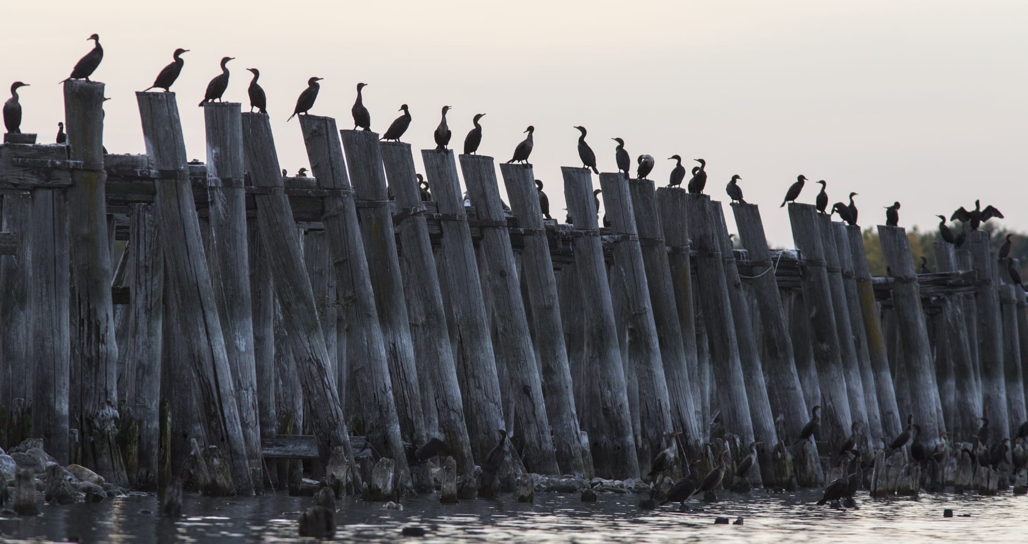 A look at Lake Champlain cormorants (photo gallery)