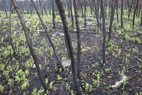 A fire burned more than 500 acres of the Altona Flat Rock forest in July, providing the perfect setting for SUNY Plattsburgh students studying forest ecology. Photo by Mike Lynch