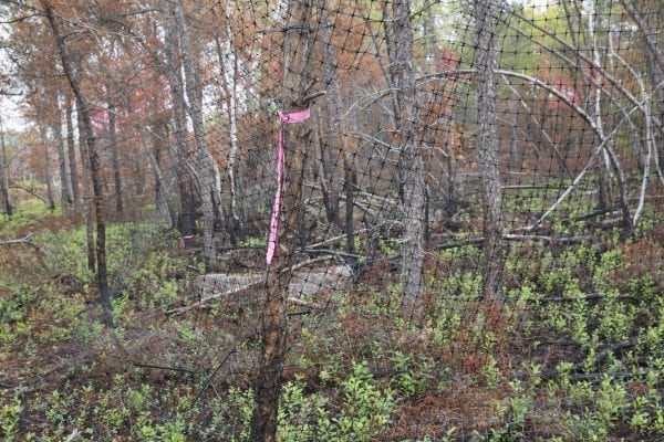 A fire burned more than 500 acres of the Altona Flat Rock forest in July, providing the perfect setting for SUNY Plattsburgh students studying forest ecology. Photo by Mike Lynch