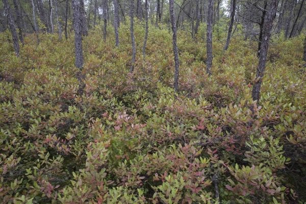 A fire burned more than 500 acres of the Altona Flat Rock forest in July, providing the perfect setting for SUNY Plattsburgh students studying forest ecology. Photo by Mike Lynch