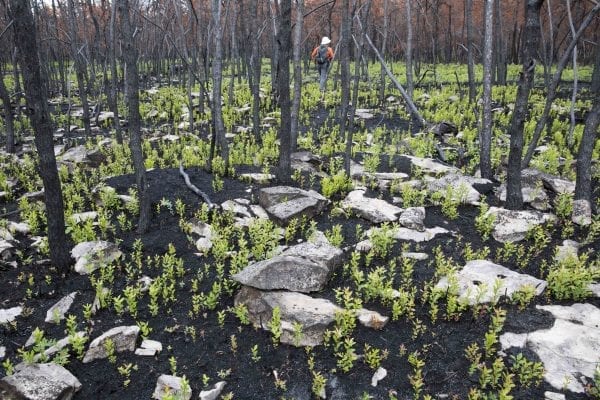 A fire burned more than 500 acres of the Altona Flat Rock forest in July, providing the perfect setting for SUNY Plattsburgh students studying forest ecology. Photo by Mike Lynch