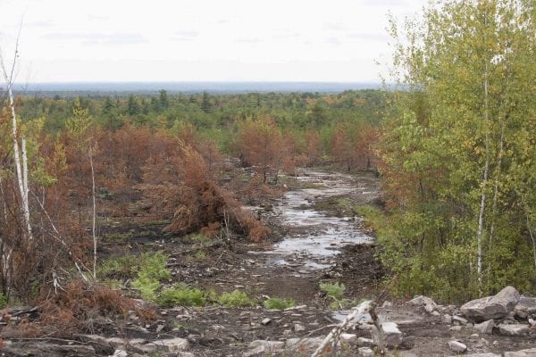 A fire burned more than 500 acres of the Altona Flat Rock forest in July, providing the perfect setting for SUNY Plattsburgh students studying forest ecology. Photo by Mike Lynch