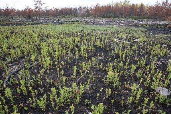 A fire burned more than 500 acres of the Altona Flat Rock forest in July, providing the perfect setting for SUNY Plattsburgh students studying forest ecology. Photo by Mike Lynch