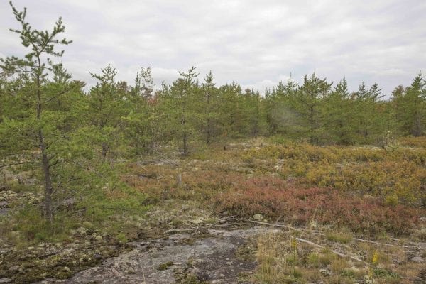 A fire burned more than 500 acres of the Altona Flat Rock forest in July, providing the perfect setting for SUNY Plattsburgh students studying forest ecology. Photo by Mike Lynch