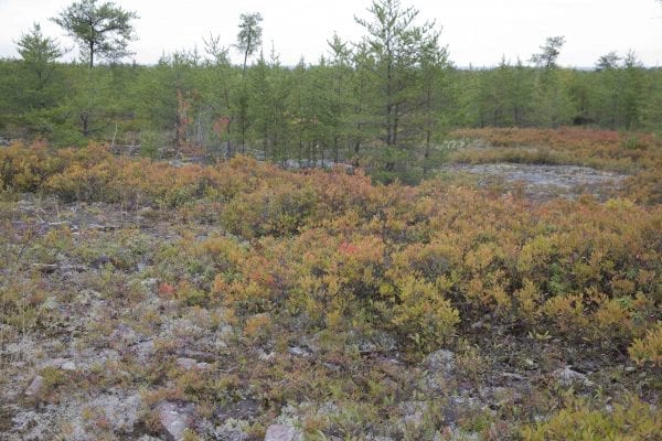 A fire burned more than 500 acres of the Altona Flat Rock forest in July, providing the perfect setting for SUNY Plattsburgh students studying forest ecology. Photo by Mike Lynch