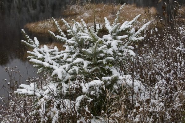 The northern Adirondacks have received several snowfalls this month, including on Tuesday. The Bloomingdale Bog near Saranac Lake was especially scenic this day. Photo by Mike Lynch