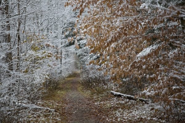 The northern Adirondacks have received several snowfalls this month, including on Tuesday. The Bloomingdale Bog near Saranac Lake was especially scenic this day. Photo by Mike Lynch