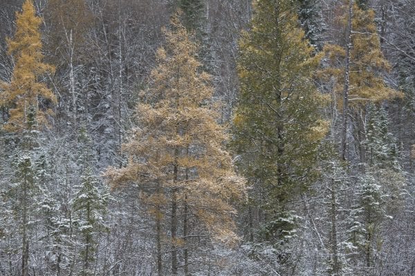 The northern Adirondacks have received several snowfalls this month, including on Tuesday. The Bloomingdale Bog near Saranac Lake was especially scenic this day. Photo by Mike Lynch