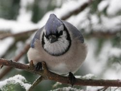 blue jay