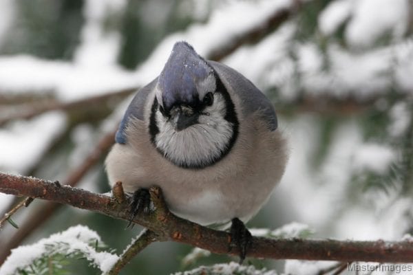 Christmas Bird Count tracks North Country habitat shifts