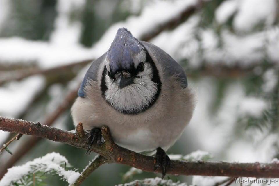 blue jay