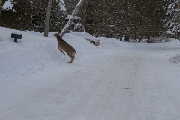 A deer crosses the road Monday near Moody Pond in Saranac Lake. Photo by Mike Lynch