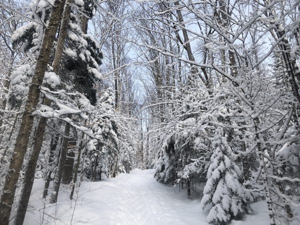 Park officials seek comments on backcountry ski trails