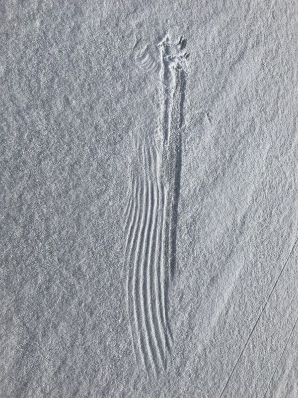 Bird print in the snow on Lower Saranac Lake. Photo by Mary Thill