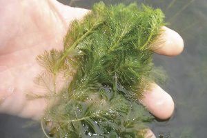 What is ProcellaCOR herbicide and how does it target milfoil?