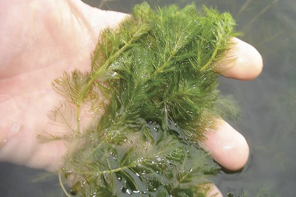 invasive milfoil