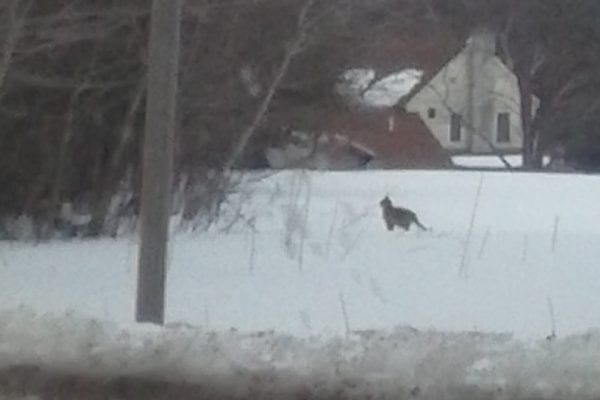 CougarSighting