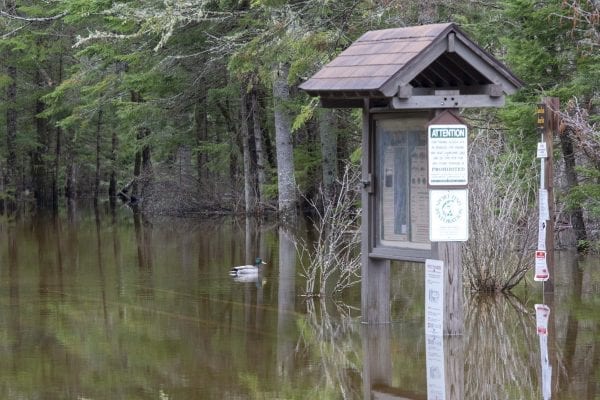 The Crusher boat launch on the Raquette River was under water on April 25. Photo by Mike Lynch