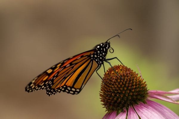 ‘Ethical gardening’ makes space for pollinators in Adirondacks