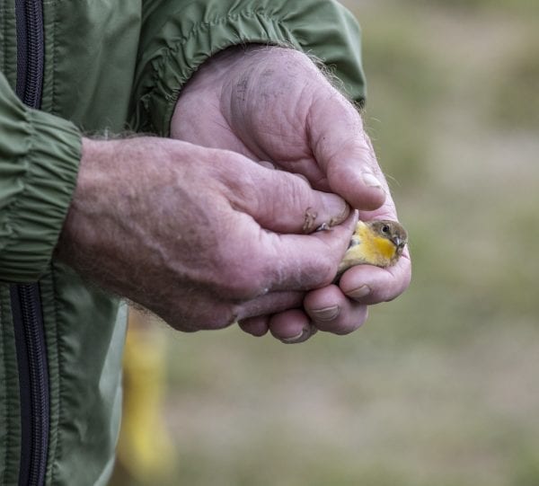 Scenes from the Crown Point Bird Banding Station in May, 2019. Photos by Mike Lynch