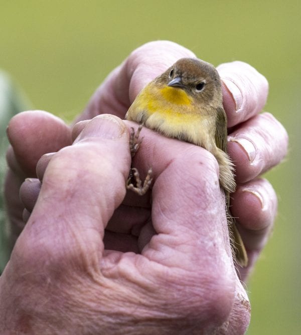 Scenes from the Crown Point Bird Banding Station in May, 2019. Photos by Mike Lynch