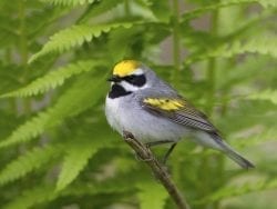 warbler