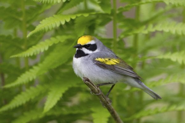 Forestry workshops will focus on declining birds