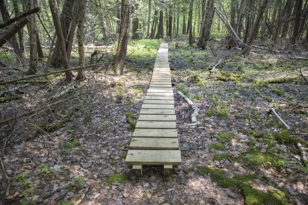 Scenes from a hike up Cook Mountain in Ticonderoga on June 1. Photo by Mike Lynch