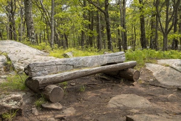 Scenes from a hike up Cook Mountain in Ticonderoga on June 1. Photo by Mike Lynch