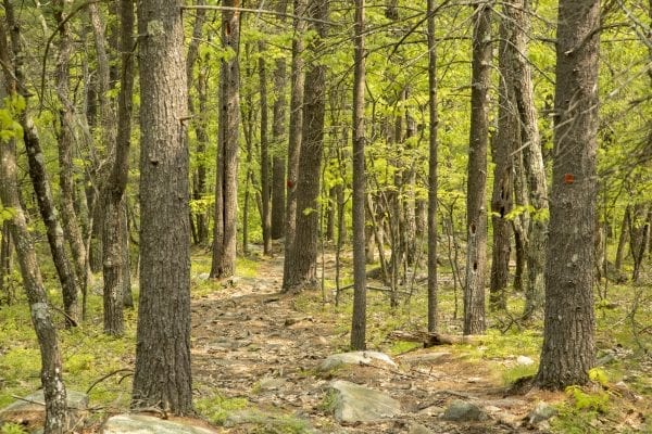 Scenes from a hike up Cook Mountain in Ticonderoga on June 1. Photo by Mike Lynch