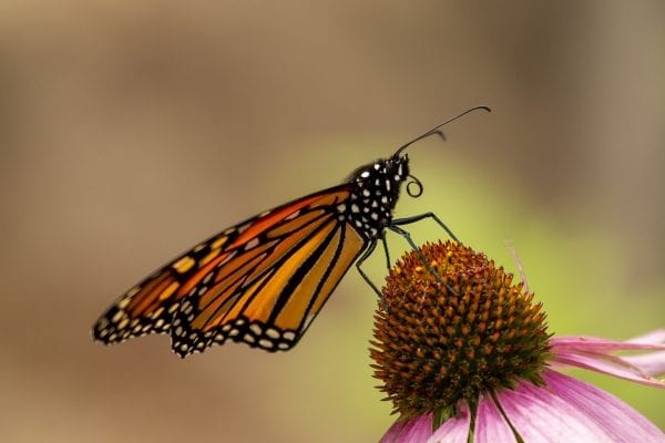 Monarch butterflies: conservation’s orange flag