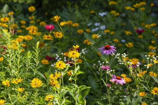 Dan Jenkin's flower garden at his hoe on Upper Saranac Lake. Photo by Mike Lynch