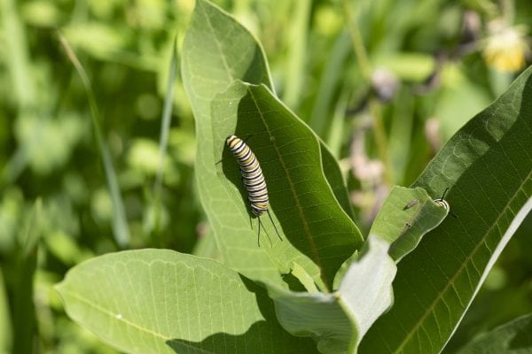 A monarch caterpillar on a milkweed plant. Photo by Mike Lynch
