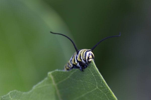 A monarch caterpillar feeds on milkweed. Photo by Mike Lynch