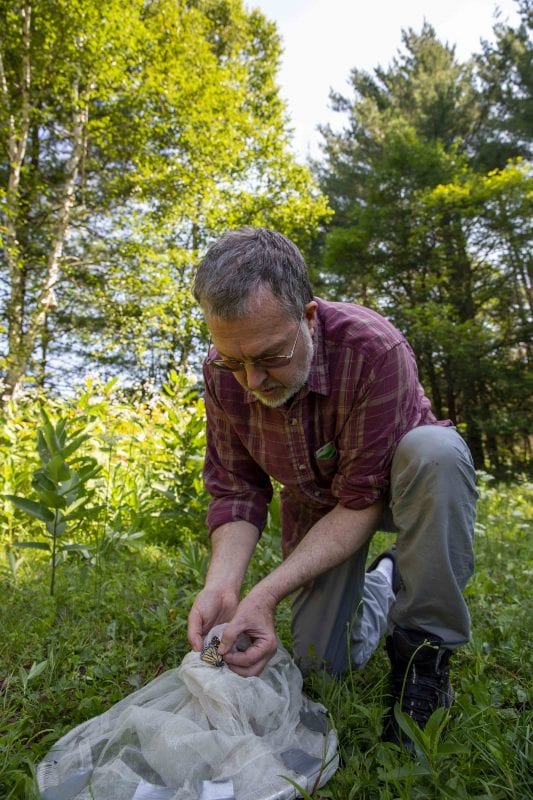 Dan Jenkins holds a monarch butterfly after catching in a net near his home on Upper Saranac Lake. Photo by Mike Lynch